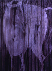 Title Forest1 Medium Digital image on rag paper  Size H120cm/ W180cm1997